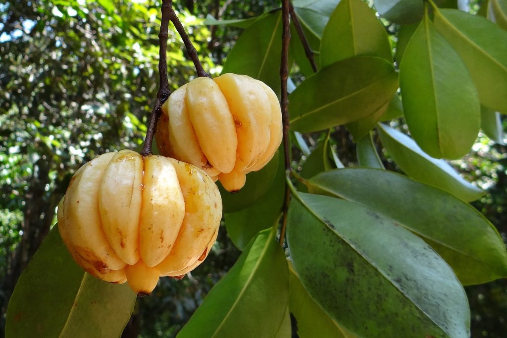 Garcinia Cambogia Fruta