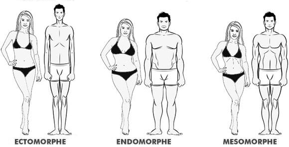 Los 3 morfotipos: ectomorfo, endomorfo y mesomorfo