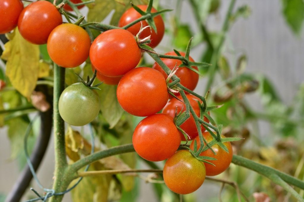 Clasificación del tomate.