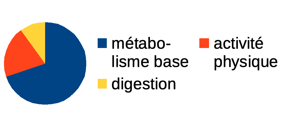 distribución-gasto-metabolismo-digestión
